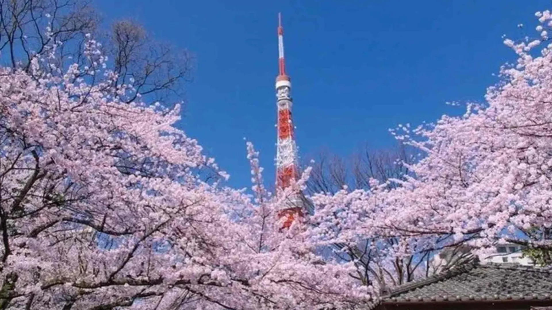 Five Room 120 Sky Tree Sensoji Freeparking 1292Sqft Tokyo prefektur